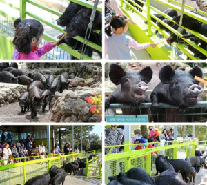 제주도-흑돼지-먹이주기