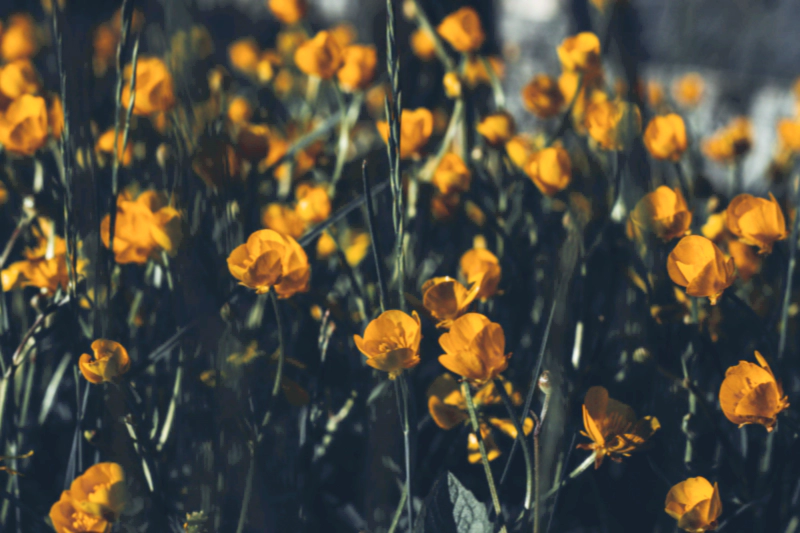 일별 탄생화 : 7월