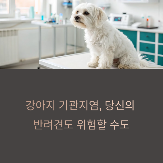 강아지 기관지염
