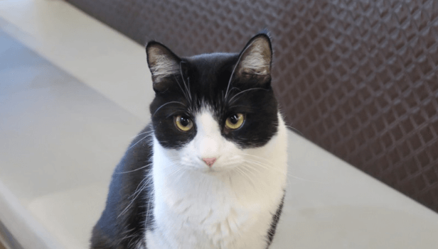 턱시도-태비-고양이-사진