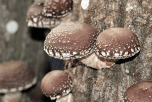 셀레늄이 많은 음식14