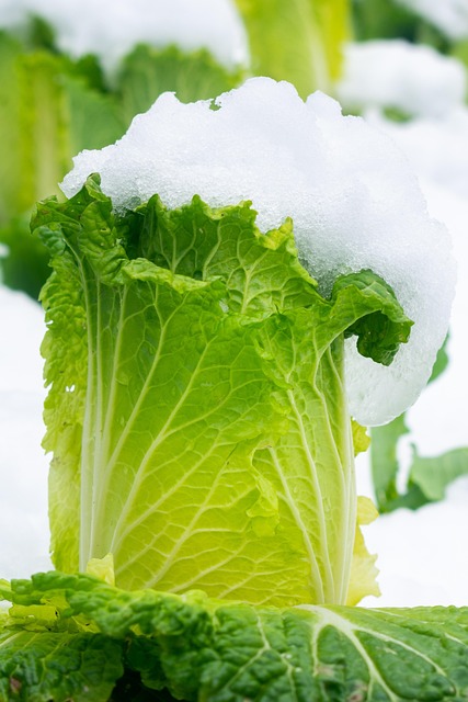 괴산 절임배추 특징 20kg 사전예약