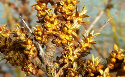 갈매나무 이미지