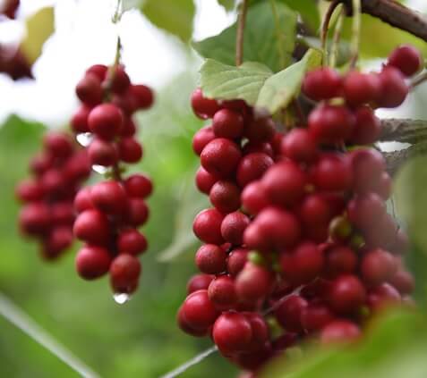 생생정보 수확의 달인 강원도 홍천 오대산 봄철 대표 봄나물 산마늘 주문방법 미쁨농장 산마늘 구매방법