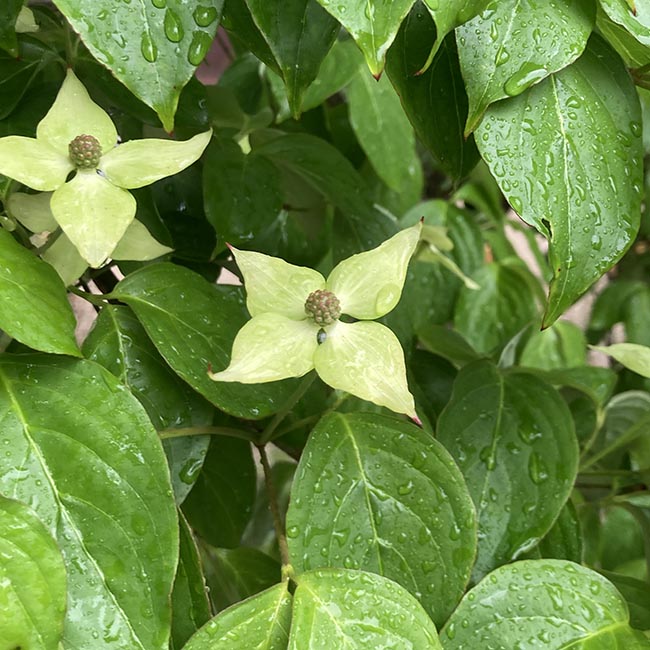 산딸나무 꽃