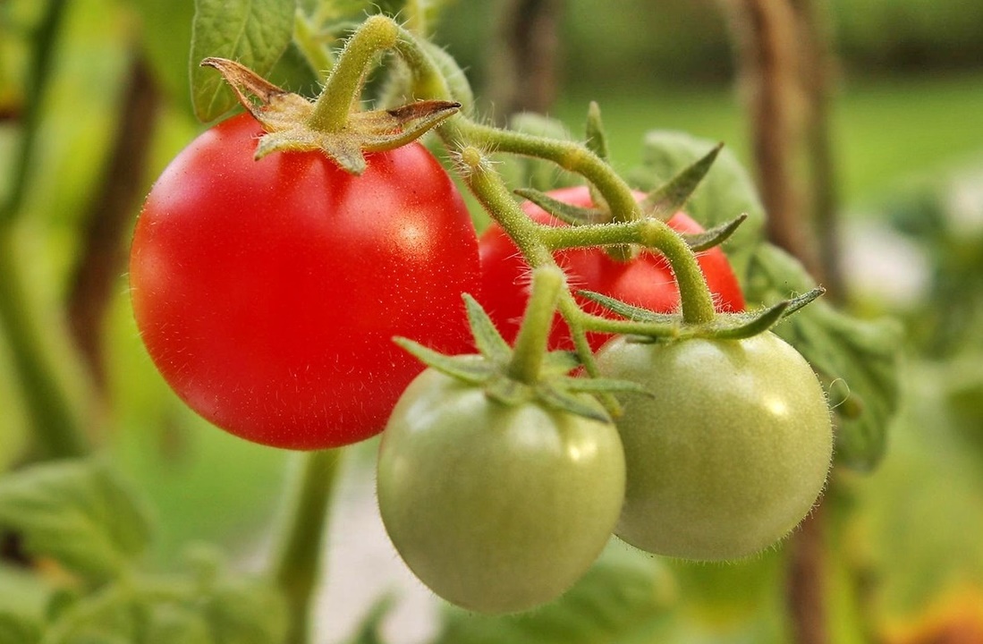 야식이 인슐린 저항성을 키우는 과정!