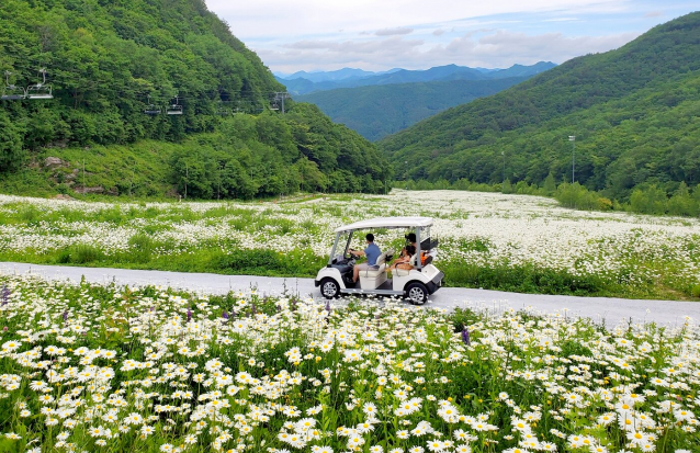 야생화-탐방-카트투어