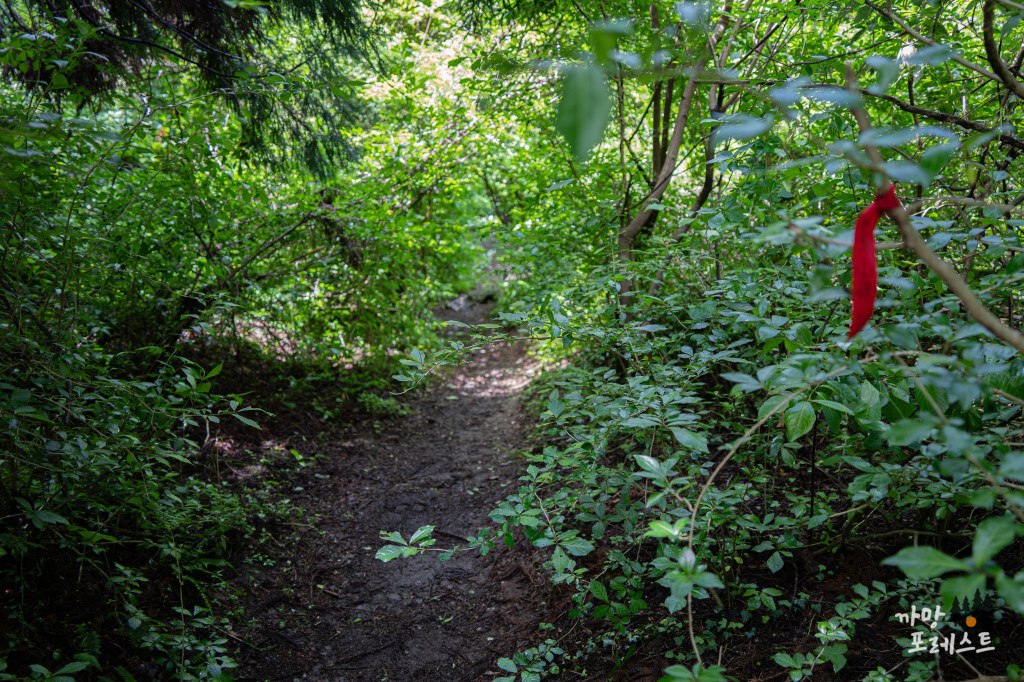 왕이메오름 입구 숲길