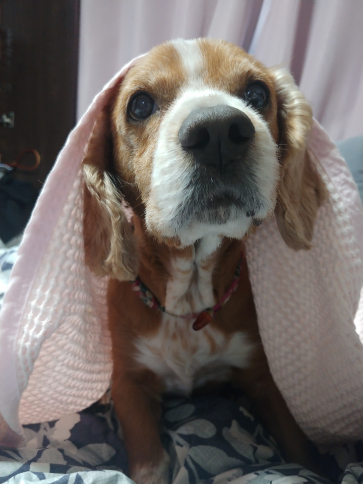 귀여운춘향이
