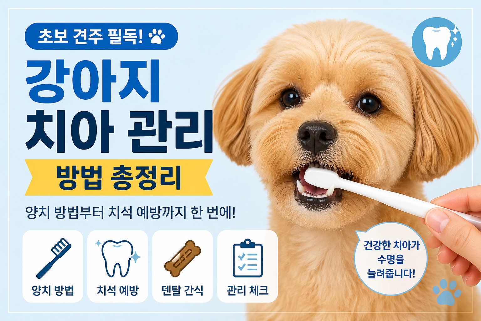 강아지 치아 관리 방법 총정리