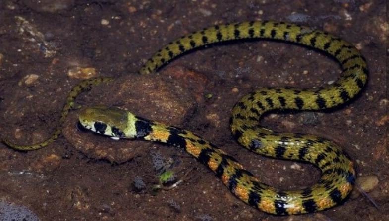 뱀에-물렸을때-응급처치