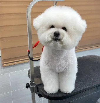 비숑 프리제 분양가격 종류 미니비숑 성격_12