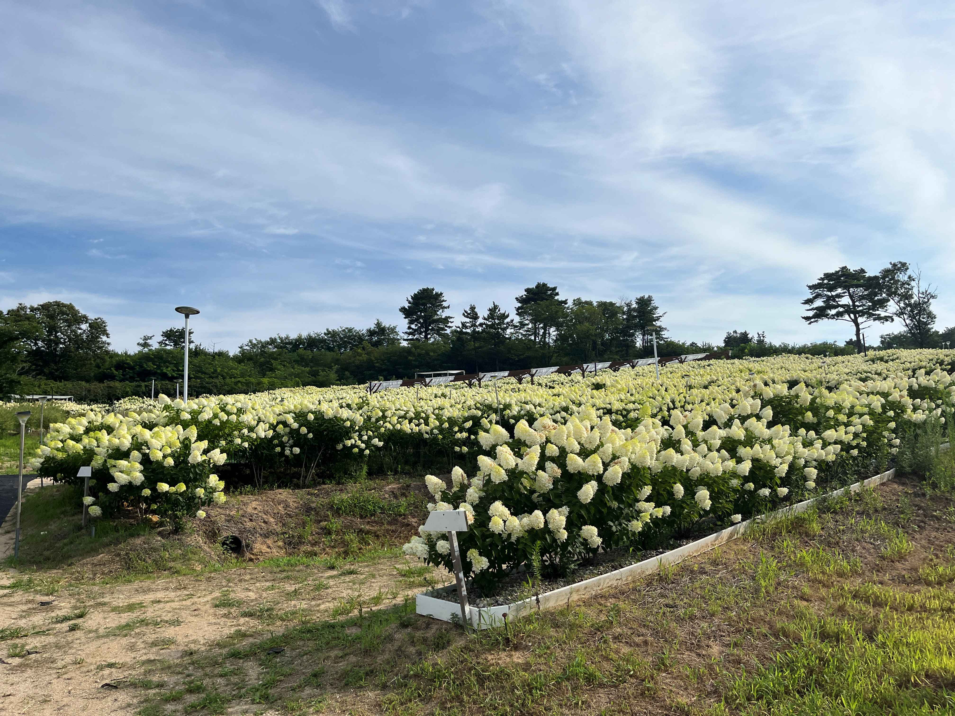 속초 영랑호 수국축제 속초수목농원