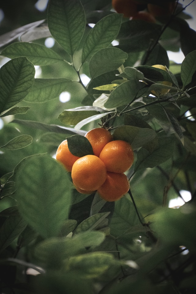 곰팡이 핀 귤 옆에 있는 귤 먹어도 될까?