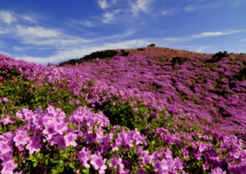 단양-소백산-철죽제