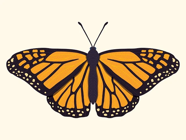 나비 꿈해몽
