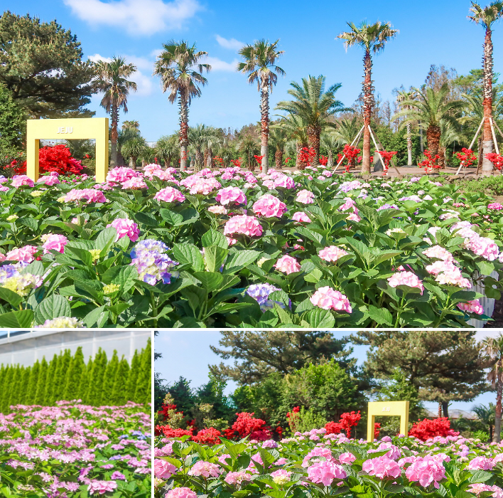 휴애리 내 수국 풍경 사진