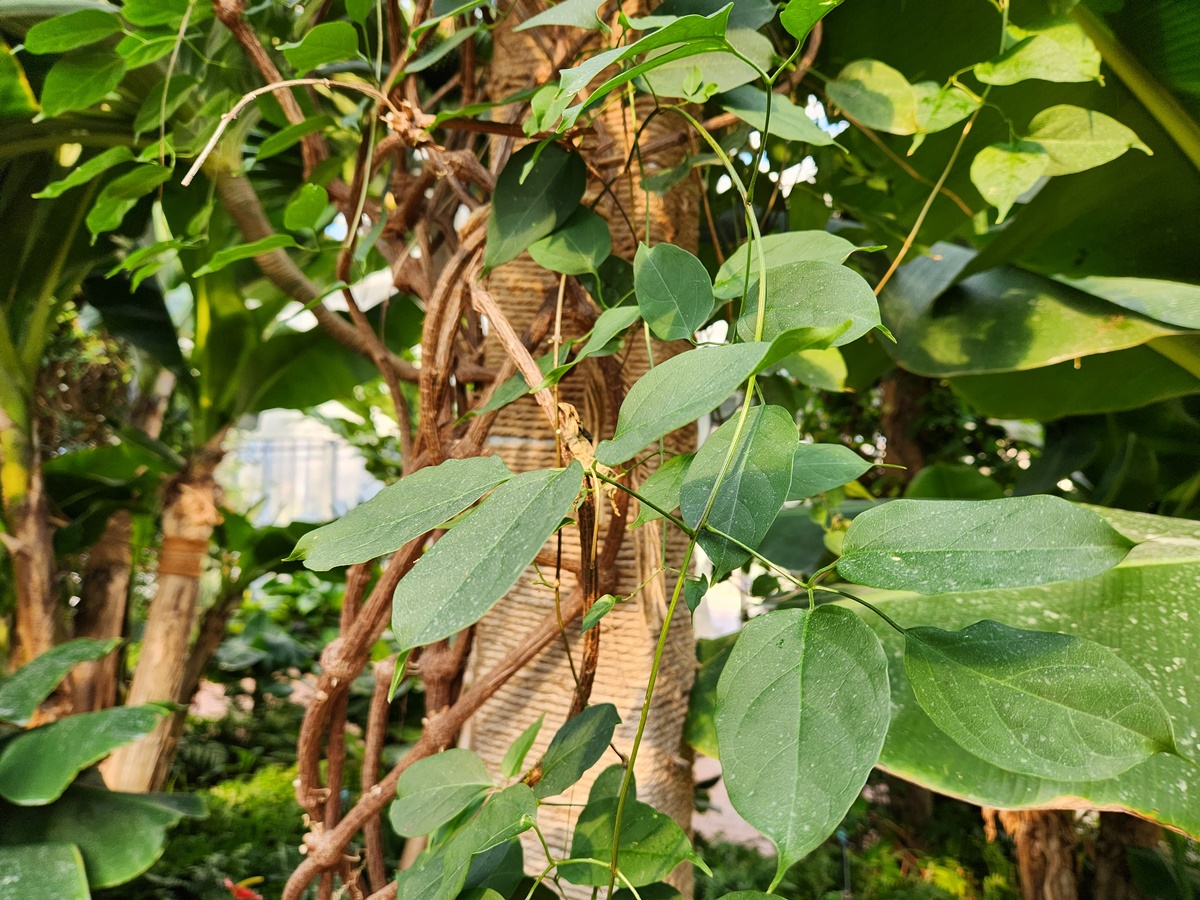 피로스테기아 베누스타 (파장화)