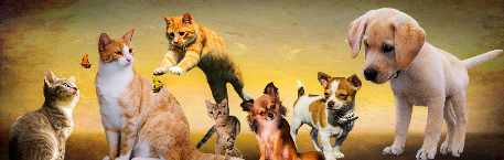 강아지의 꼬리 흔들기&middot;고양이의 발톱 갈기, 과학적 해석