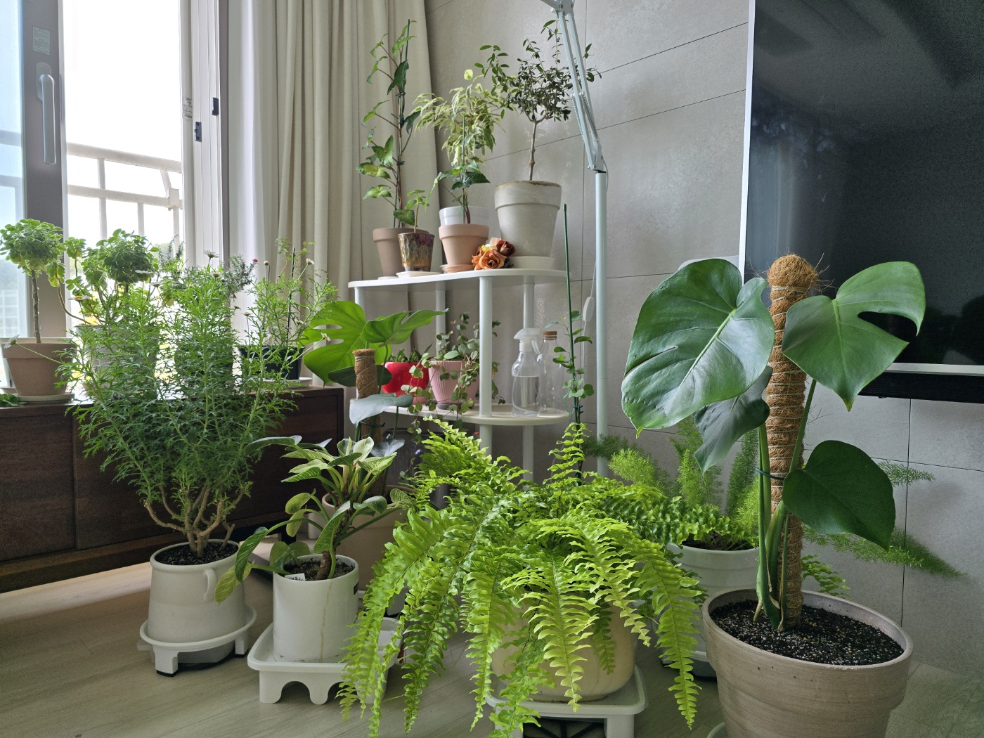 우리집 식물들 일부모습