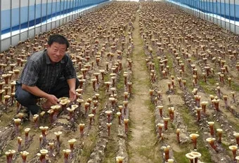 영지버섯 재배 배양 관리 온도 유지 건조 보관_3