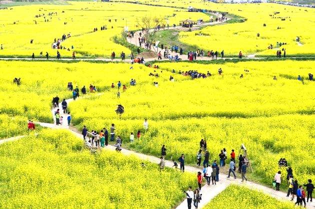 창녕 낙동강유채축제