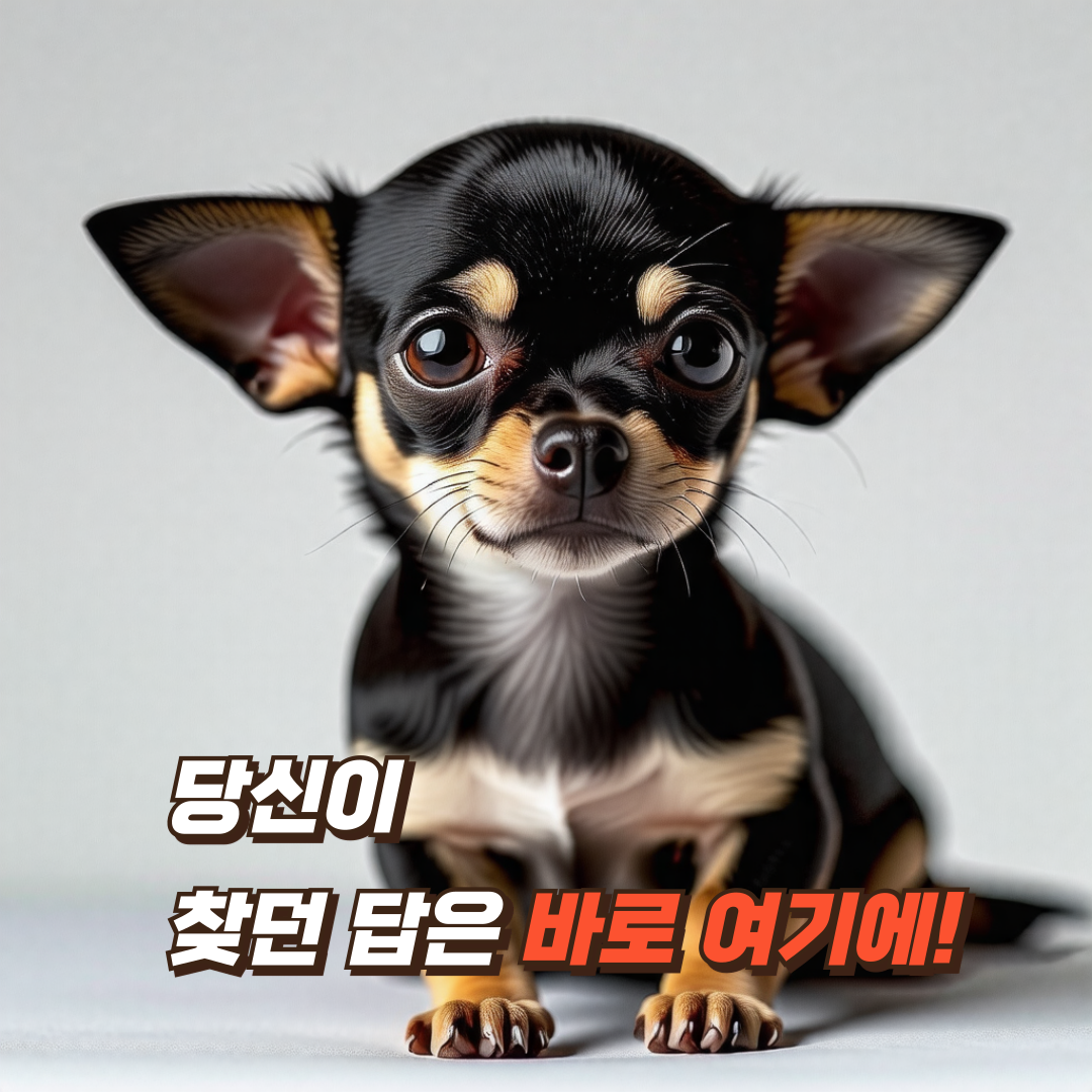 애완동물-안전-수칙