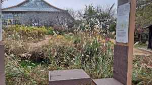 화성_우리꽃식물원_국화전시회