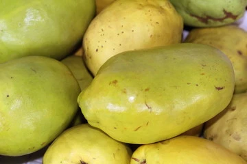 모과차 효능, 겨울 필수 차! 당뇨와 임산부는? 겨울철, 우리 몸을 따뜻하게 하고 기관지 건강을 지키는 데 도움을 주는 모과차. 그 매력적인 향과 다양한 건강 효능에 대해 알아보고, 집에서 간편하게 만들어 즐길 수 있는 방법까지 소개합니다. 모과차 한 잔으로 겨울철 건강 관리를 시작해보세요!