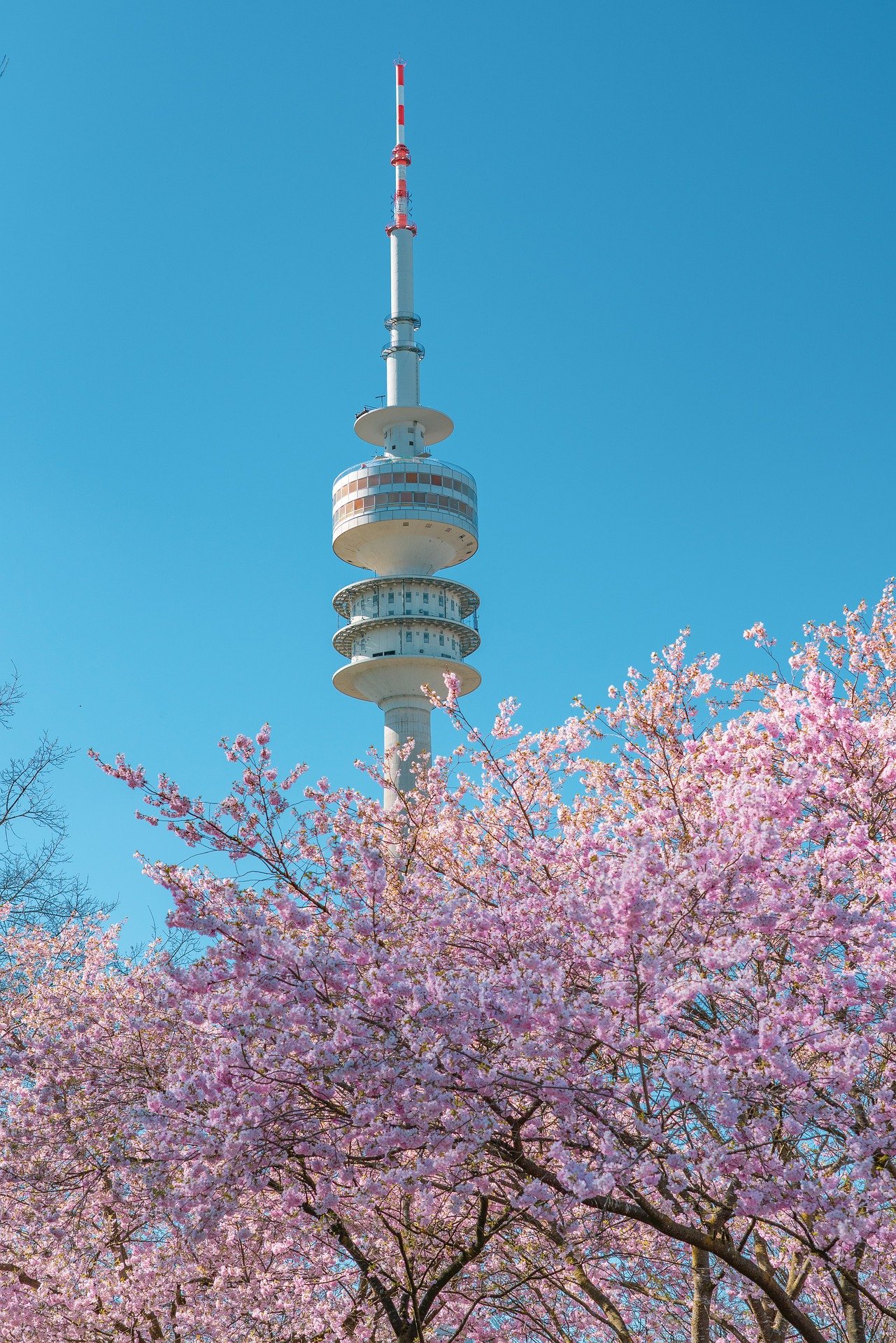 대구 벚꽃 명소 & 축제 총정리 (2026)|이월드·수성못 어디가 좋을까?