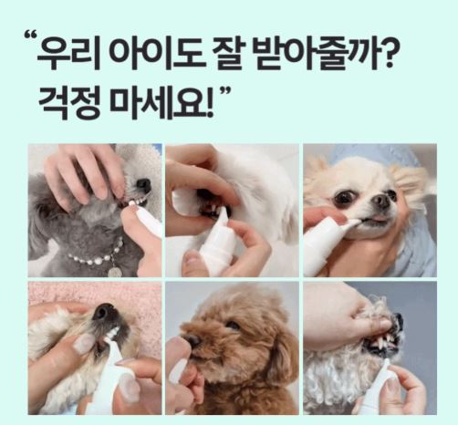 바이랩 덴탈 스프레이를 다양한 강아지에 사용하는 사진