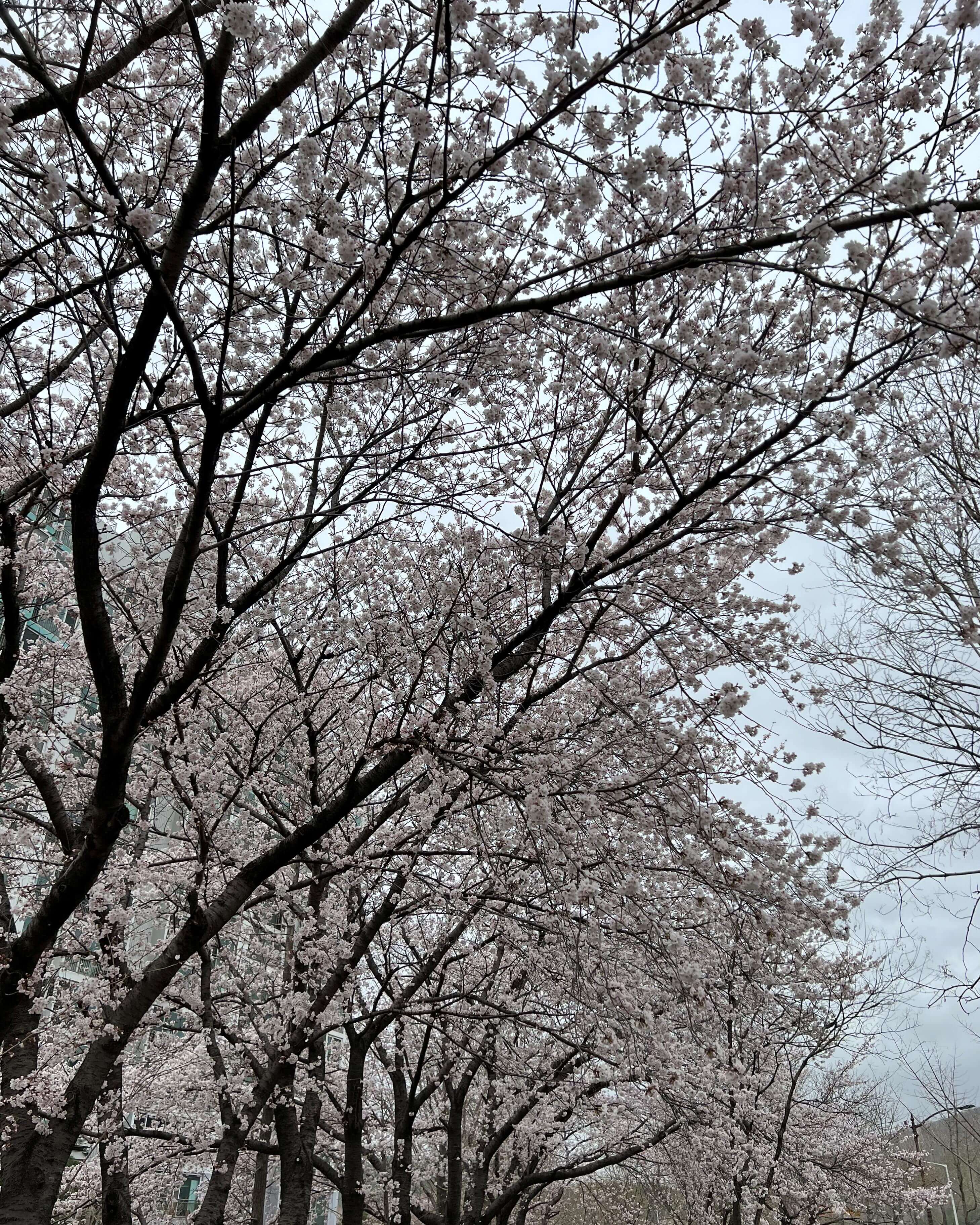 벚꽃 가지가 만나