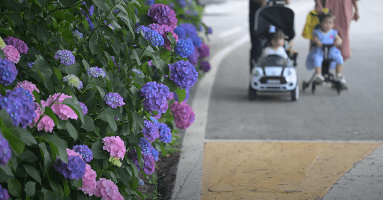 2025 강진 수국길 축제 : 축제 개요부터 방문 팁까지 총정리