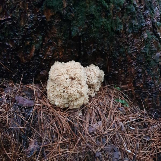 자연산 꽃송이 버섯 5