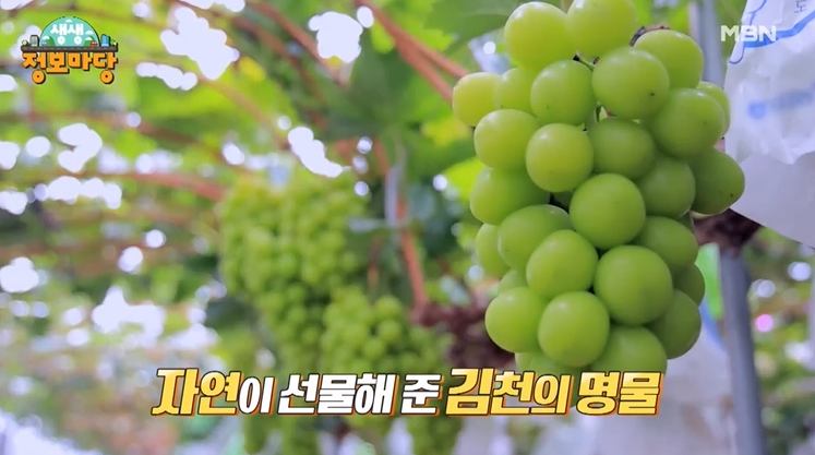 생활의 기술 달콤한 유혹 샤인머스캣 엄청 달달한 청포도 경북 김천 명물 추천