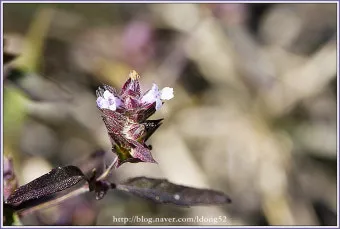 약용식물 가는잎산들깨 석향유 여름철 한방재 건강 효과_13