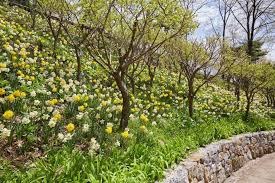 2025년 화담숲 3~4월 이용안내 오픈날짜&amp;#44; 주차정보&amp;#44; 즐길거리 등