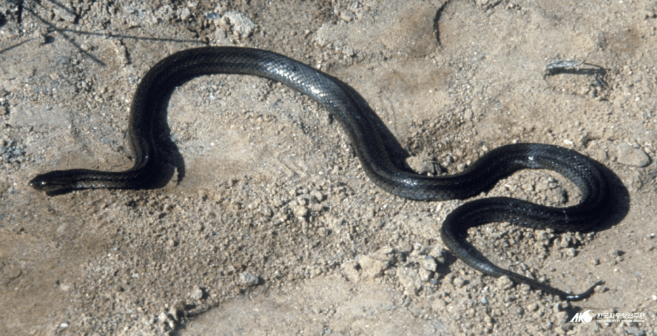 뱀 여러분은 뱀에 대해 알고 계십니까?