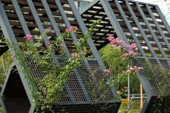 장미 재배 전정 시기 병해 예방 풍성한 개화_25