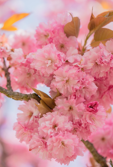 전국 벚꽃 축제 일정 총정리