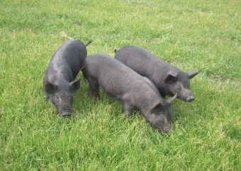 제주 흑돼지 거리 추천 고기집과 대기시간 정보_13