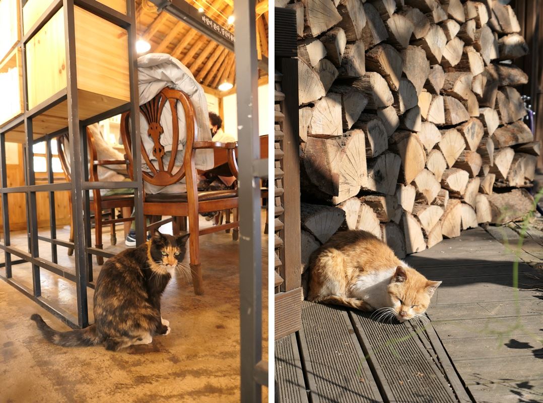 고양이