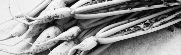 열무 파종시기: 알타리, 봄열무, 여름열무, 초하열무