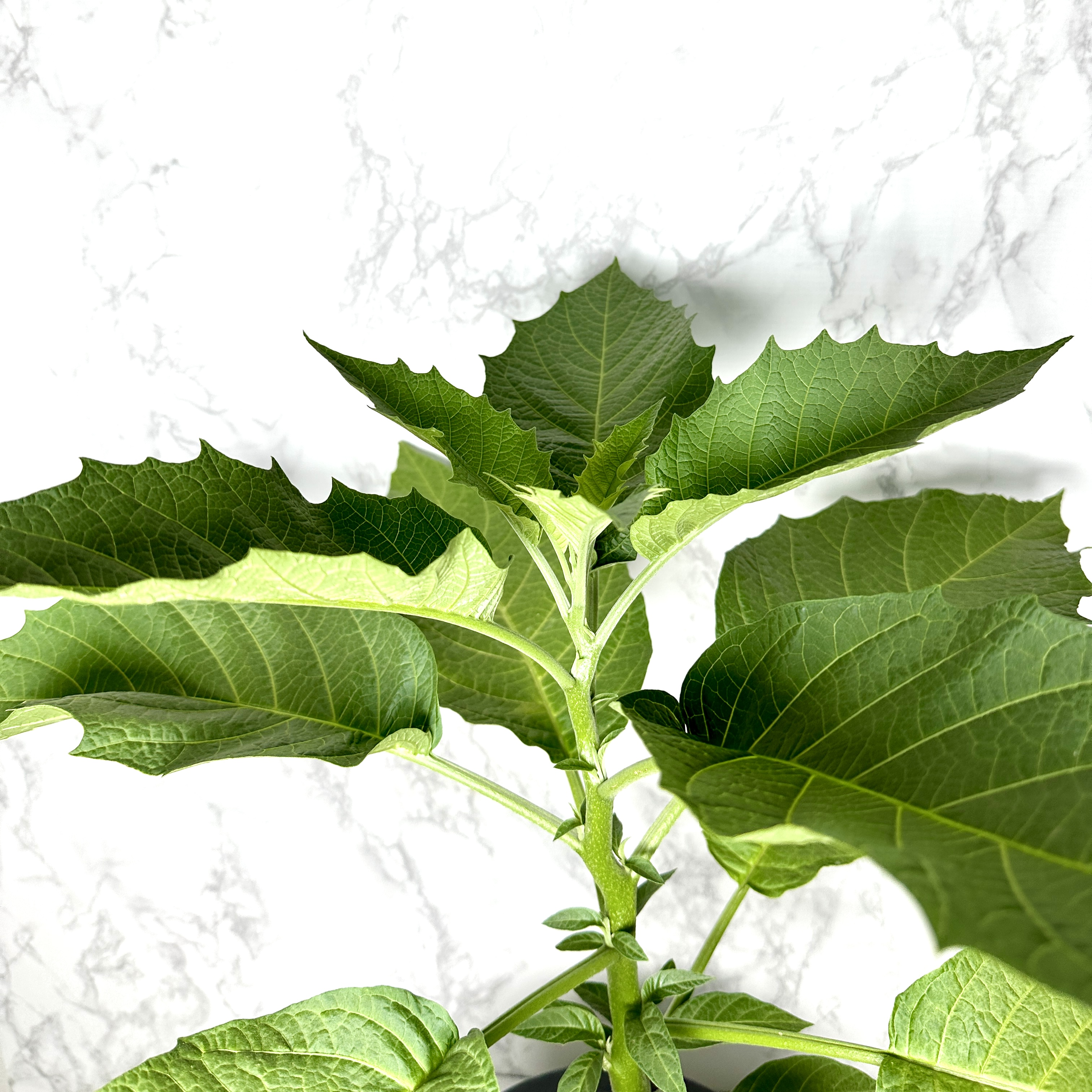 천사의나팔 키우기 꽃 꽃말 키우는방법