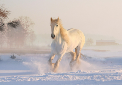 2026년 2월 14일 띠별 오늘의 운세