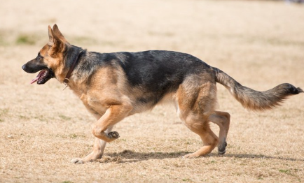 걸어 다니는 저먼 셰퍼드 도그
