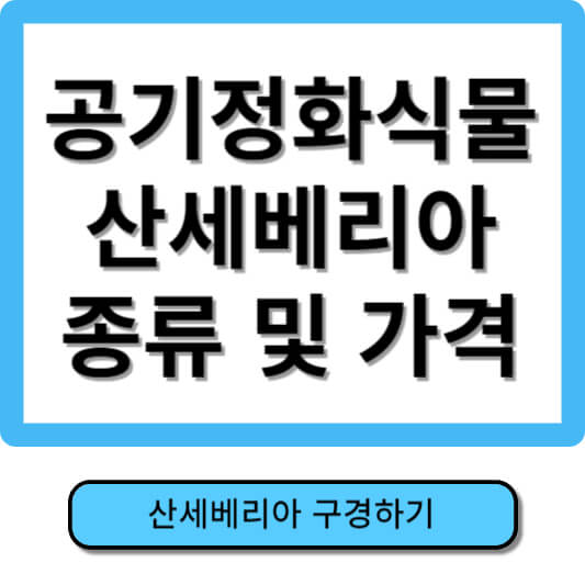 공기정화식물 산세베리아