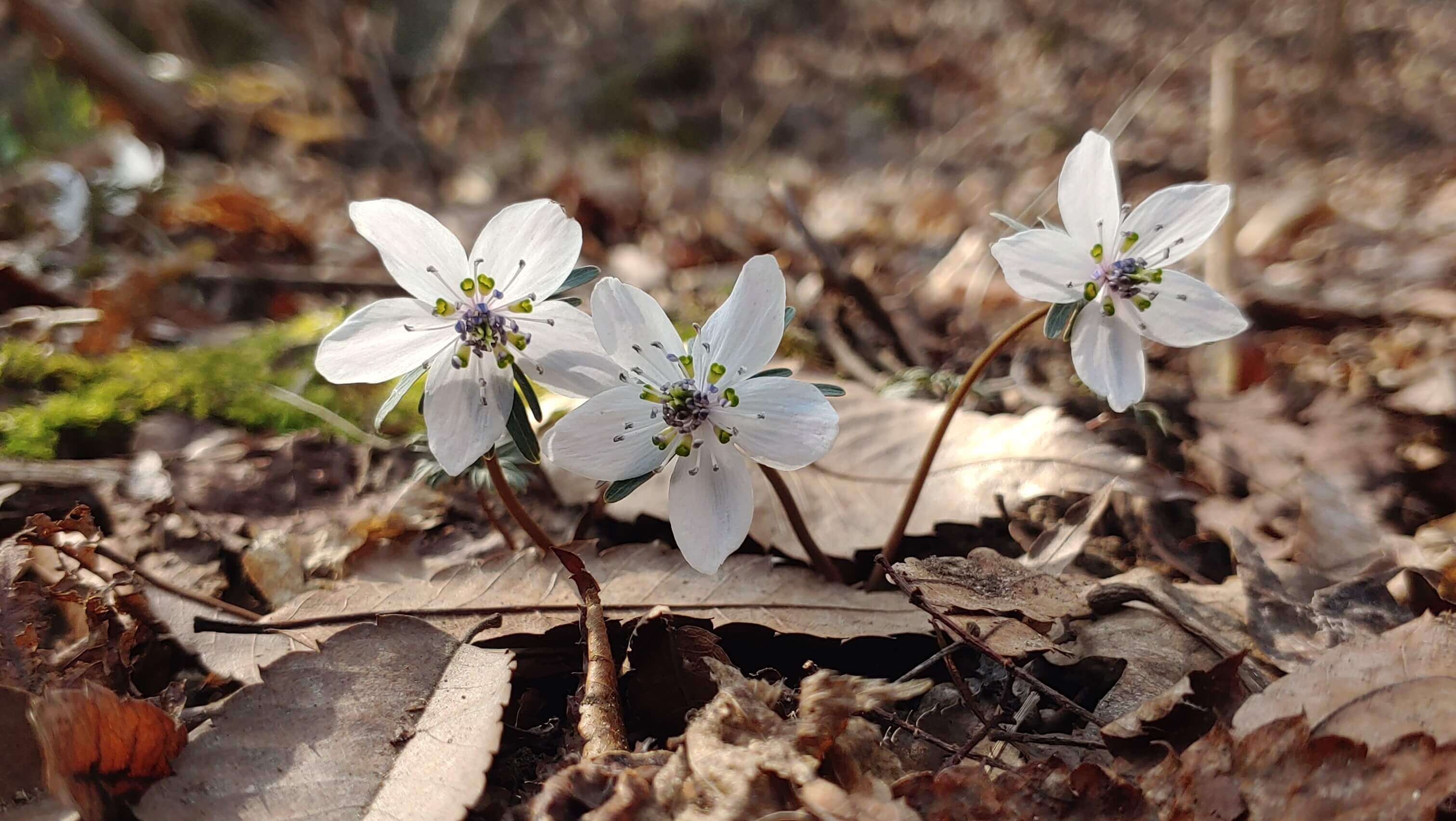 변산바람꽃 – 순백의 아름다움을 간직한 우리나라의 희귀 야생화