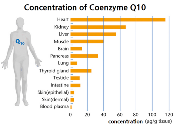 코엔자임 Q10 코큐텐 COQ10 영양제 심혈관 고혈압 스타틴 심장 에너지 미토콘드리아 유비퀴놀 유비퀴논 선택방법 제품추천