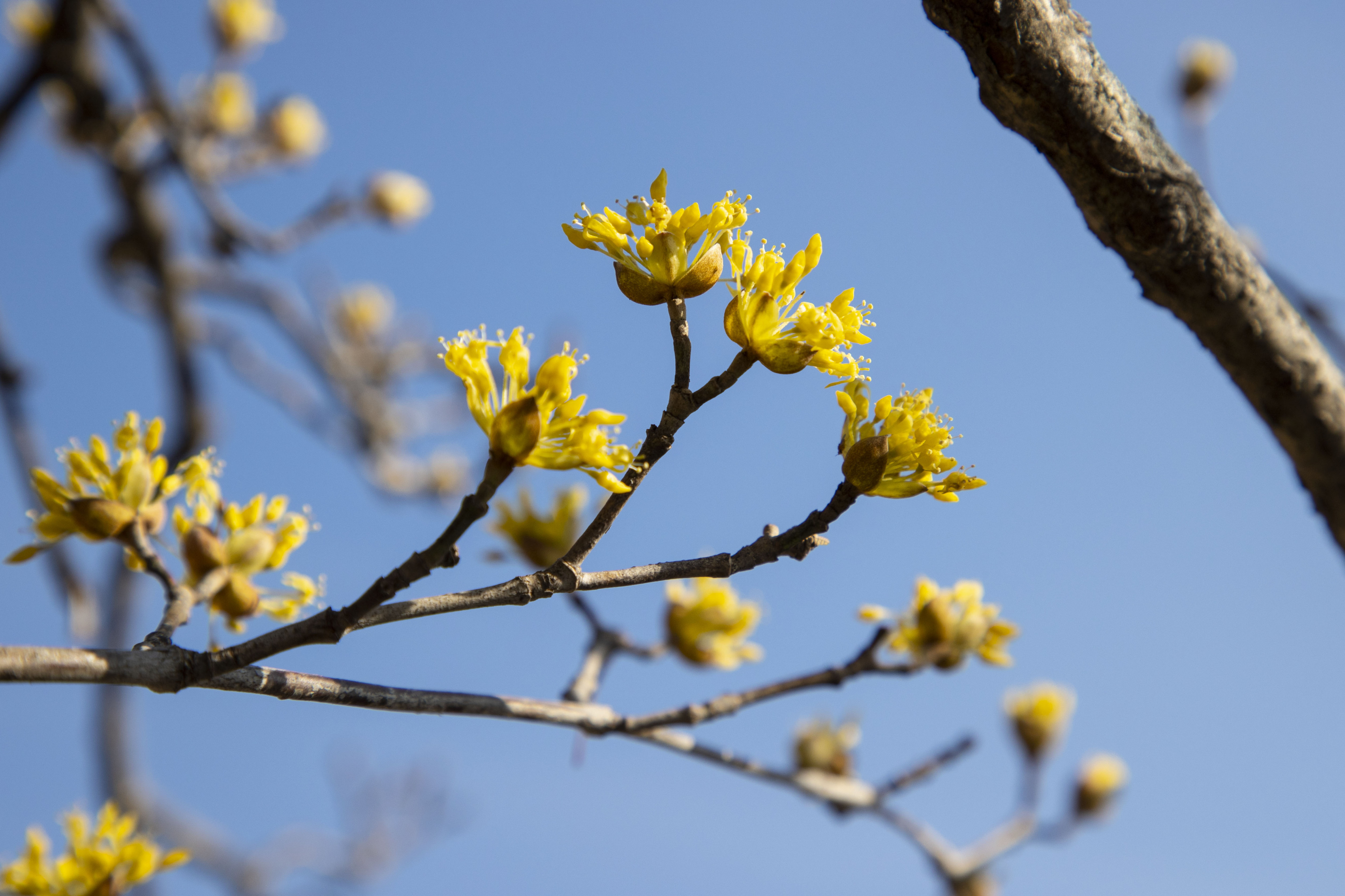 2025 구례 산수유꽃 축제